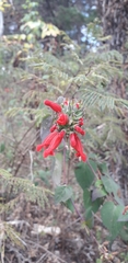 Salvia holwayi