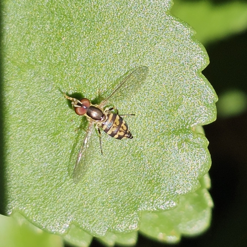 Unknown species found near Northbridge, MA 01534, USA