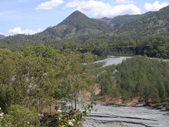 Eucalyptus alba