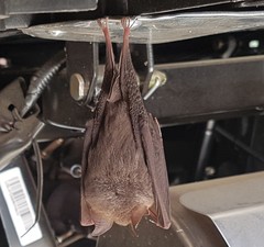 Rhinolophus megaphyllus