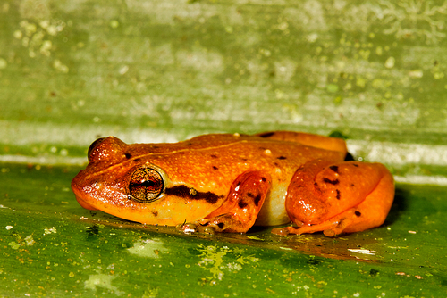 Ambatoharanana Whistling Frog