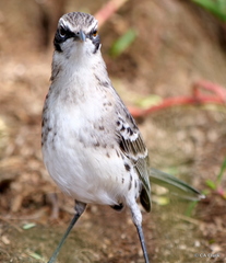 Mimus melanotis