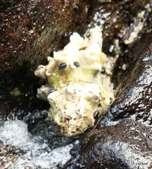 Muricoidea