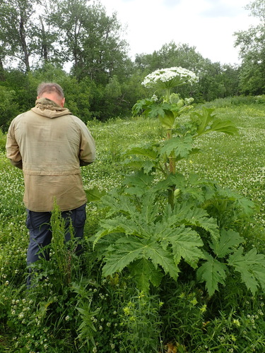 Heracleum lanatum iNat (3)