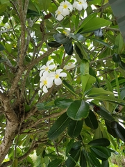 Rauvolfioideae