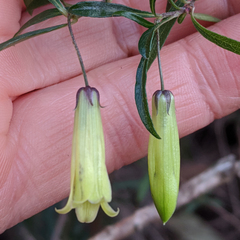Billardiera longiflora