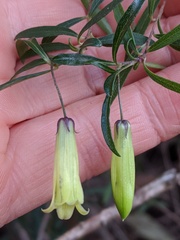 Billardiera longiflora