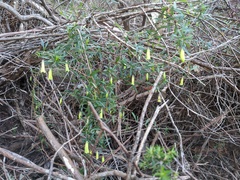 Billardiera longiflora