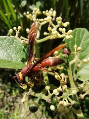 Polistes infuscatus