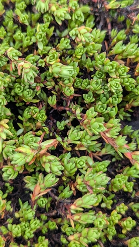 Crassula moschata observed 2025-10-09