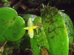 Pleurothallis prolaticollaris