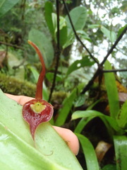 Pleurothallis ruberrima