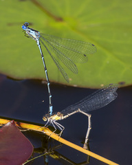 Chromagrion conditum