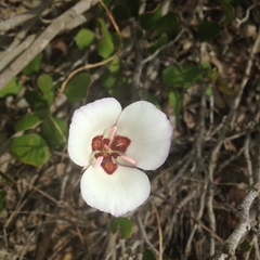 Calochortus catalinae