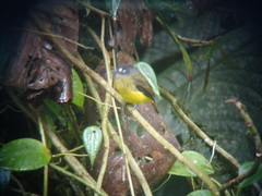 Myiotriccus ornatus
