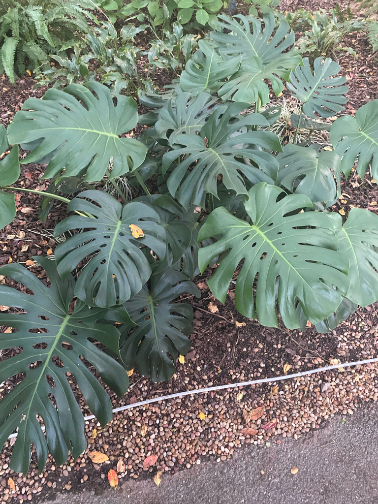 Monstera deliciosa