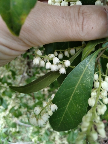 Elaeocarpus obovatus (Elaeocarpus obovatus)