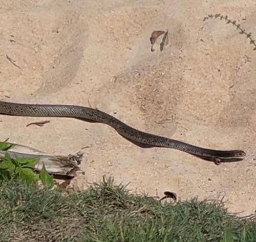 Eastern Brown Snake sighting