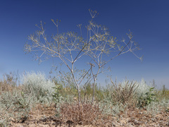 Eriosynaphe longifolia