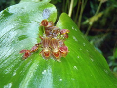 Pleurothallis cordata