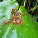 Pleurothallis erymnochila - Photo (c) Ryne Rutherford, some rights reserved (CC BY-NC), uploaded by Ryne Rutherford