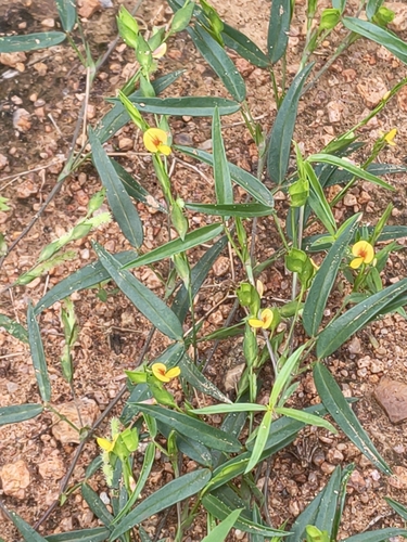 Grasslike Zornia (Zornia gibbosa)