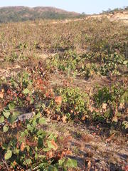 Eucalyptus alba