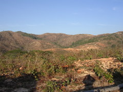 Eucalyptus alba