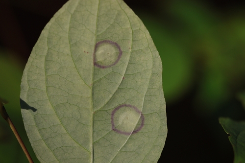 Unknown species found near Village of Clarkston, MI 48346, USA