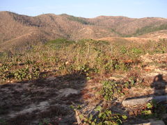 Eucalyptus alba