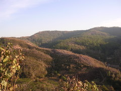 Eucalyptus alba