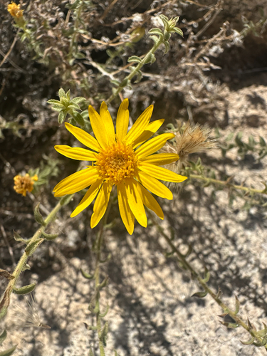 Joshua Tree Goldenaster (Heterotheca joshuana)