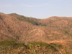 Eucalyptus alba