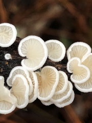 Clitopilus hobsonii