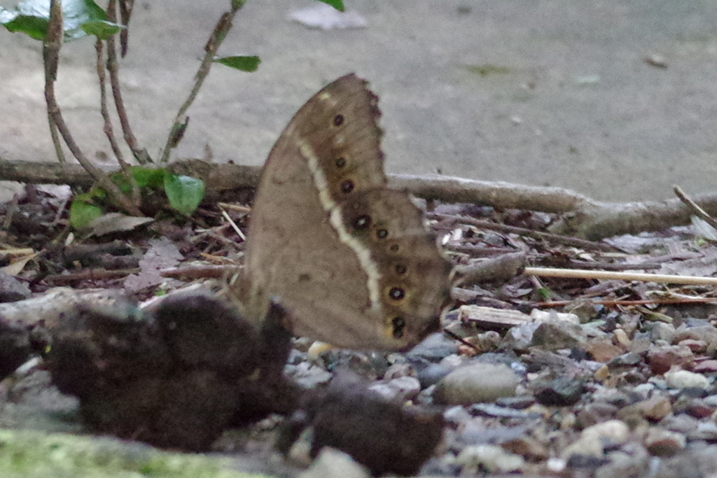 Labyrinth Insect Black-spotted Labyrinth from 中国杭州市临安区西天目山 邮政编码: 313304 on July 27, 2022 ...