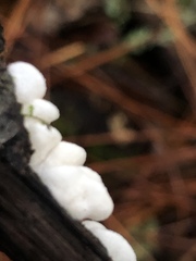Clitopilus hobsonii