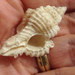 Chicoreus - Photo (c) Susan J. Hewitt, some rights reserved (CC BY-NC), uploaded by Susan J. Hewitt