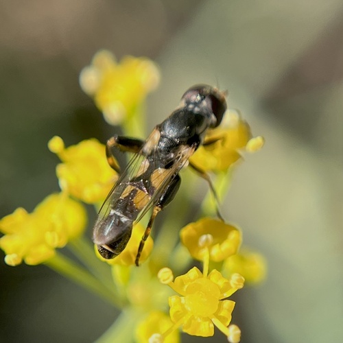 Unknown species found near Lennox Ave NE, Cedar Rapids, IA, US