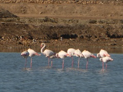 Phoenicopterus roseus