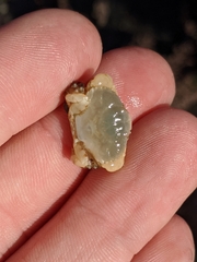 Cycloxanthops novemdentatus