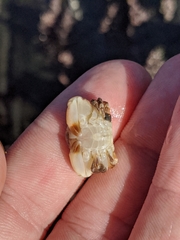 Cycloxanthops novemdentatus