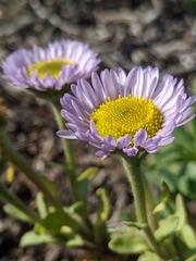Erigeron glaucus