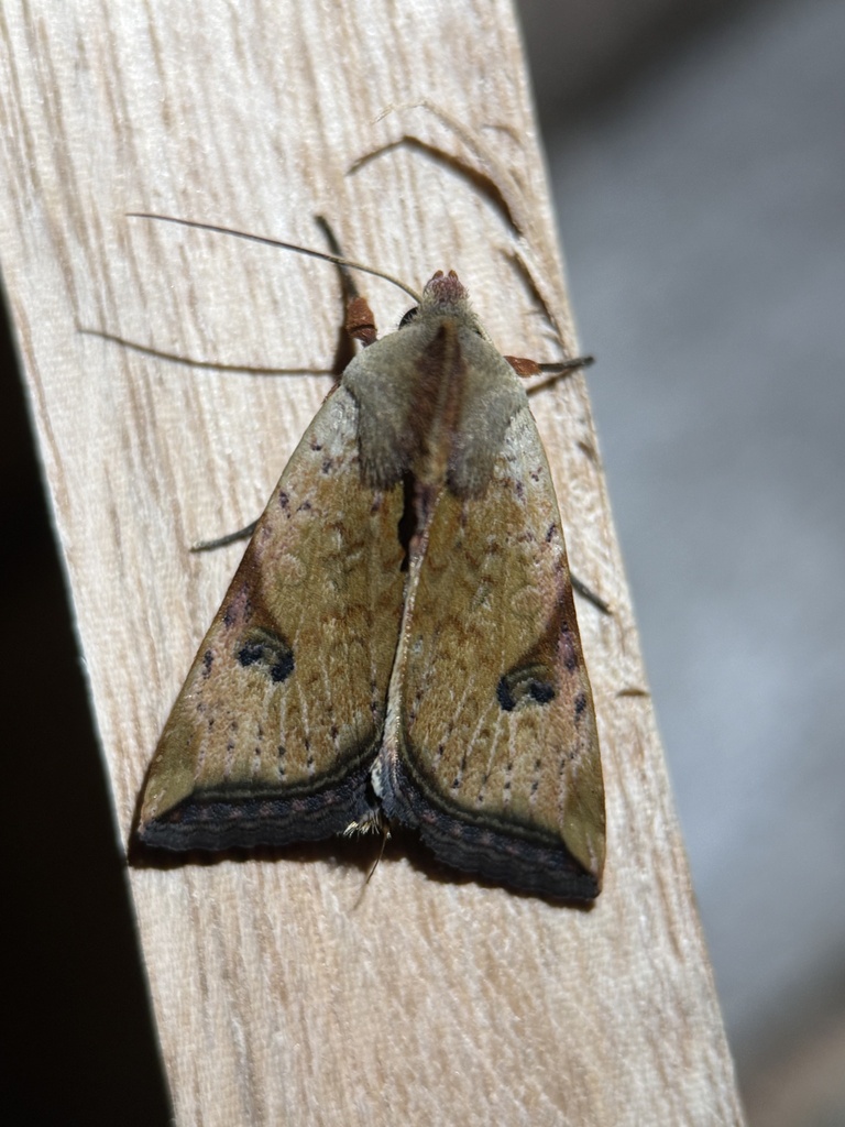 Eriopyga nigripars