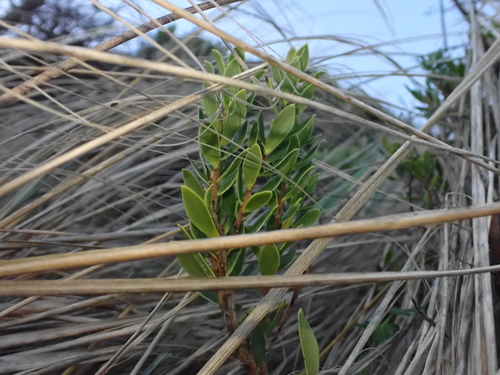 Leptecophylla parvifolia, photograph 6