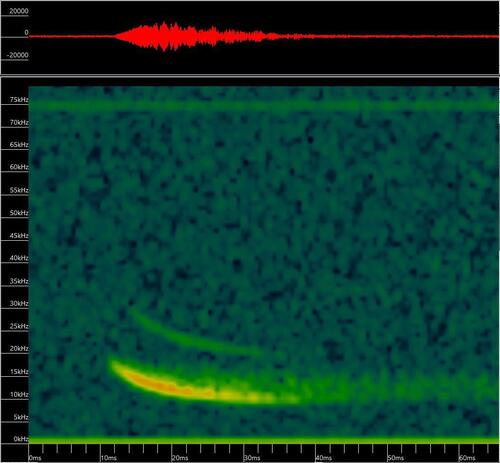 Eumops perotis observed 2025-10-02