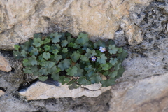 Cymbalaria muralis