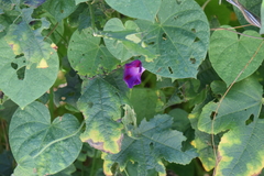 Ipomoea purpurea