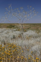 Eriosynaphe longifolia