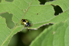 Zygogramma signatipennis