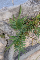 Pteris vittata